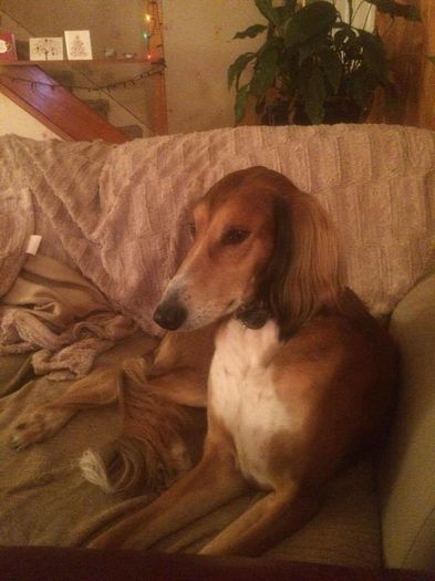 12467760_1007873042607297_564006263_n