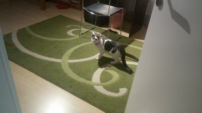 12477197_1658799341047907_1645047535_o