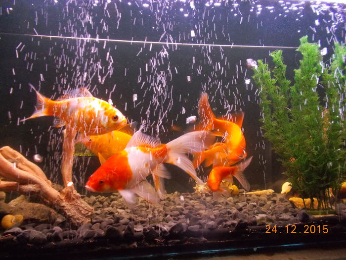 DSCN3379 - PESTISORII MEI