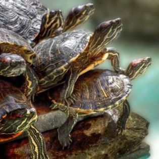 38890_97eeeab6b7d1b096d71ba5a90554ae09_mdsq