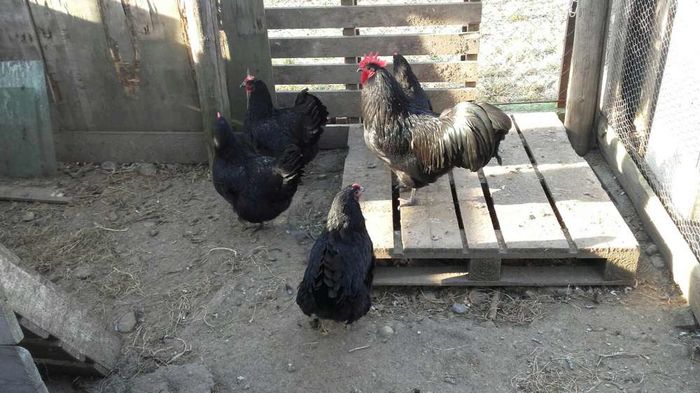 temp1 - DE  VANZARE GAINI   AUSTRALORP