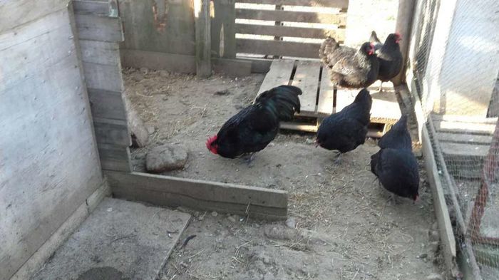 temp0 - DE  VANZARE GAINI   AUSTRALORP