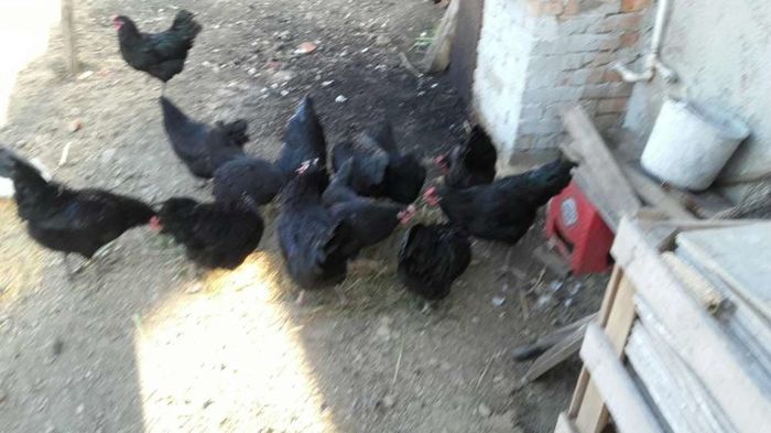 temp2 - DE  VANZARE GAINI   AUSTRALORP