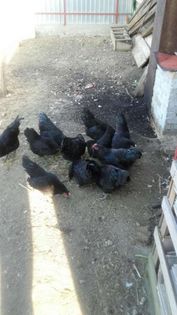 temp3 - DE  VANZARE GAINI   AUSTRALORP