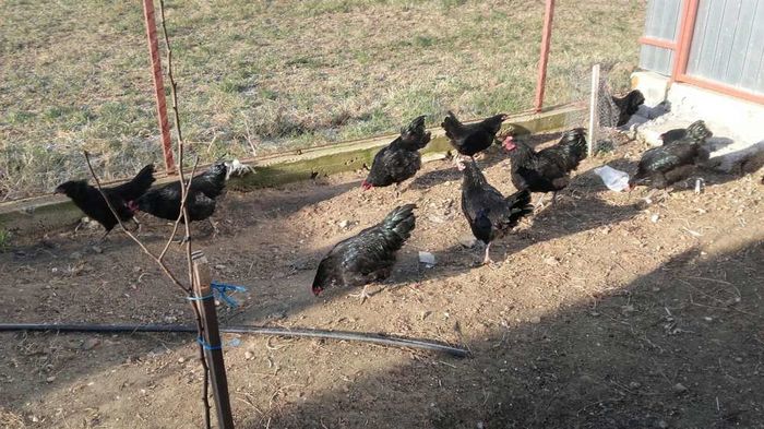 temp4 - DE  VANZARE GAINI   AUSTRALORP