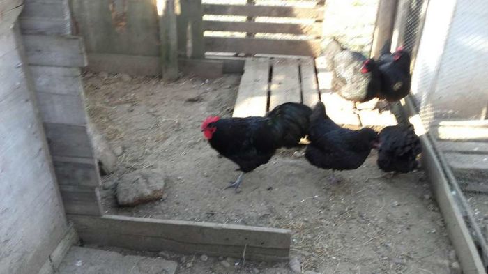 temp7 - DE  VANZARE GAINI   AUSTRALORP