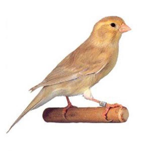 izabel_galb_ivo_neint