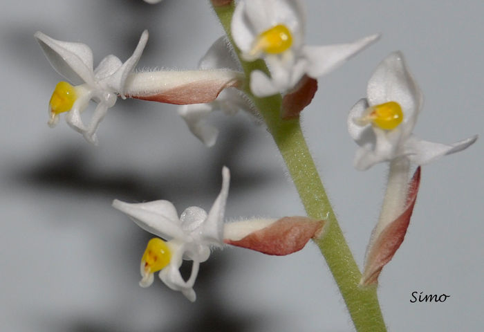 Ludisia discolor - Ludisia discolor