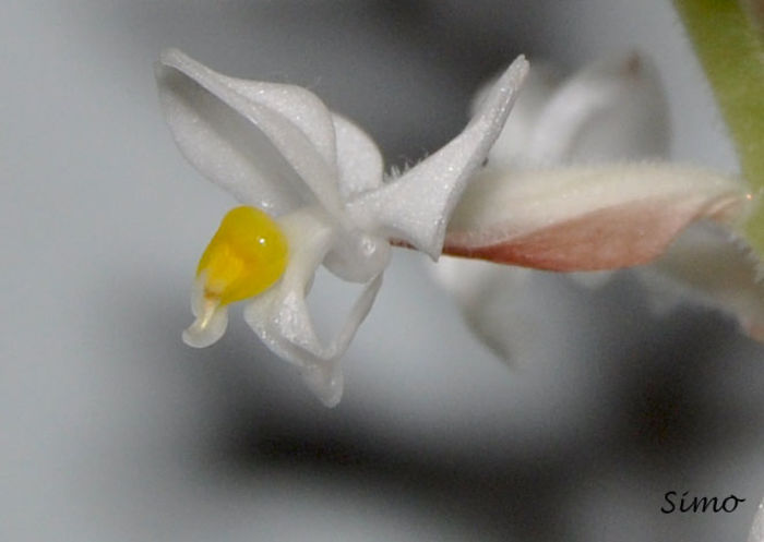 Ludisia 1 - Ludisia discolor