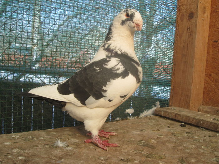 m 2014 rezervat