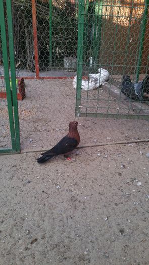 Dnu David Iura Loc Bulgari jud Sălaj fem toamna 2015 - 8___-PERSOANE CU CARE AM COLABORAT- VANZARI