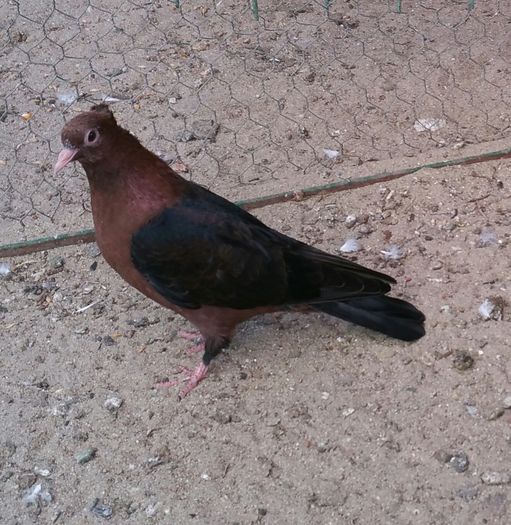 Dnu David Iura Loc.Bulgari jud Sălaj masc toamna 2015 - 8___-PERSOANE CU CARE AM COLABORAT- VANZARI