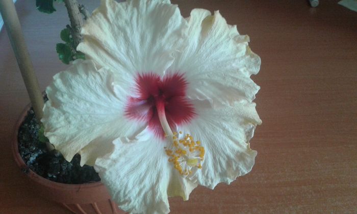 20160105_153755 - HIBISCUS 2016