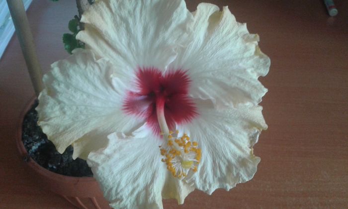 20160105_153805 - HIBISCUS 2016