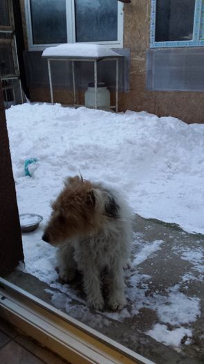 20160105_165616 - Fox terrier par sarmos