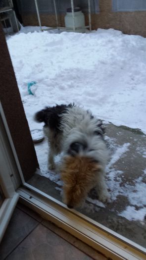 20160105_165608 - Fox terrier par sarmos