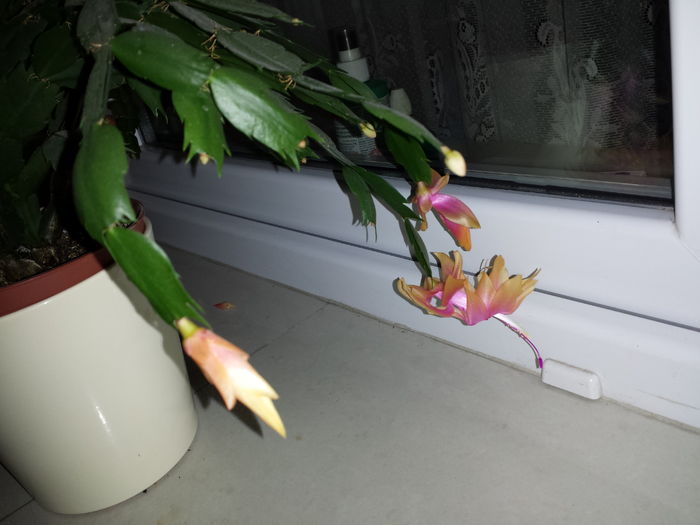 Schlumbergera - Suculente - 2016