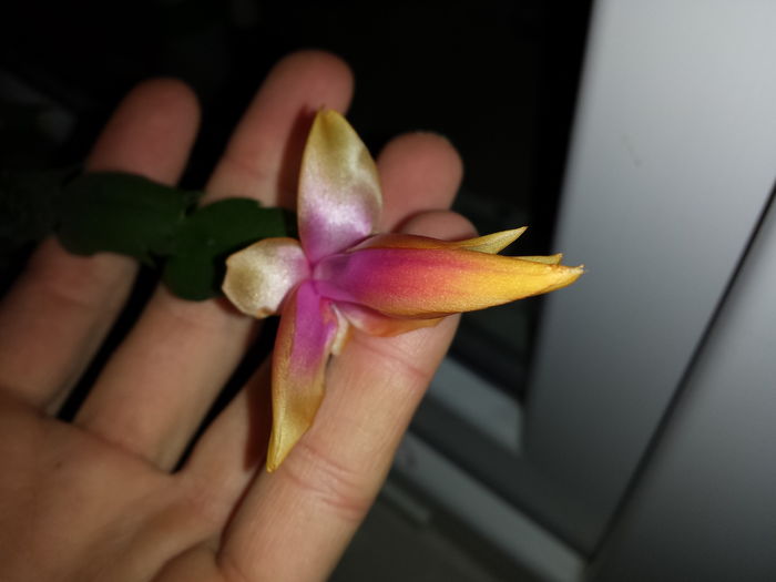 Schlumbergera