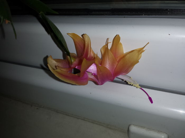 Schlumbergera - Suculente - 2016