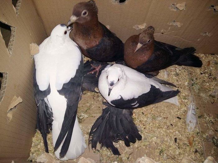 pereche randunele bronzati Dnu David Iura Loc.Bulgari Jud S%u0103laj