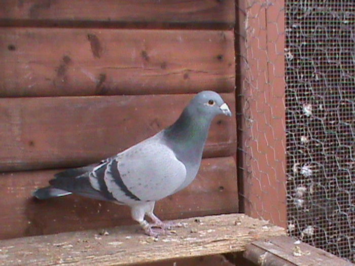 DSC00938; 0739471-12M 50%Velden 50%Wegen     200Ron
