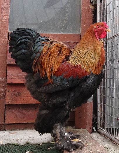 cocos2 (3)
