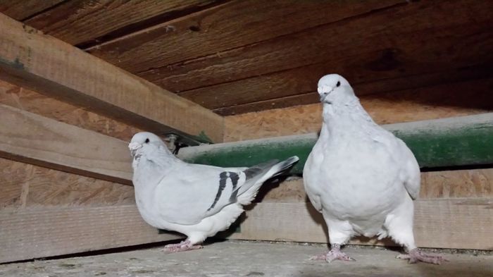 F-2011-553&F-2014-145