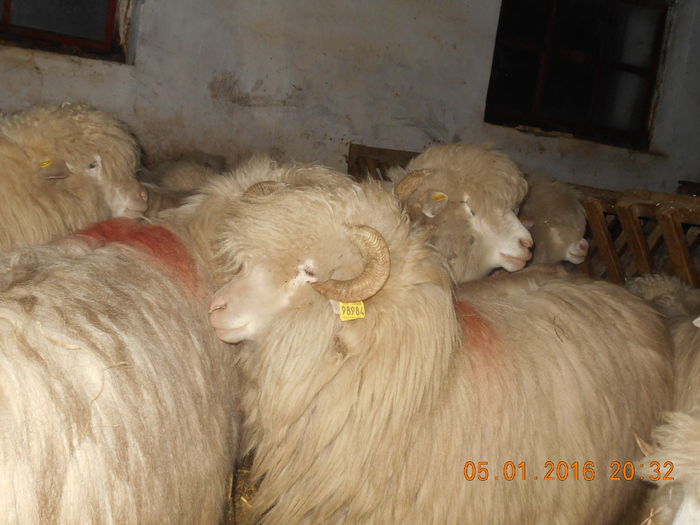 Picture 365 - Balele 2016-2017