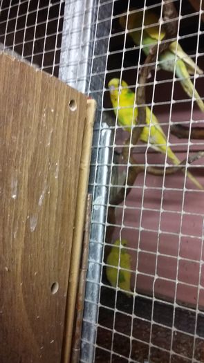 20160105_155123 - matca de perusi si alte speci de papagali