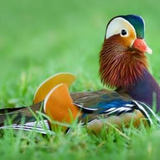 98422_aaf3e04663730744adc248569f7270c4_mdsq - BIRDS