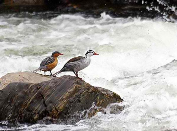 Rata-de-torent-Merganetta-armata-Mascul-Femela-600x444