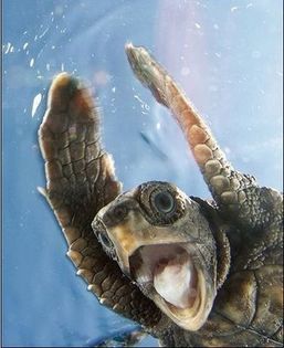 Turtle-national-geographic-6901569-327-400