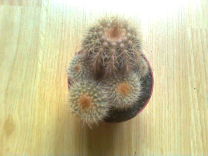 Cactus - parodia - CACTUSI - 2016