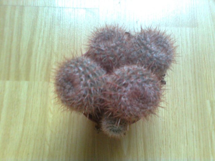 Nottoocactus