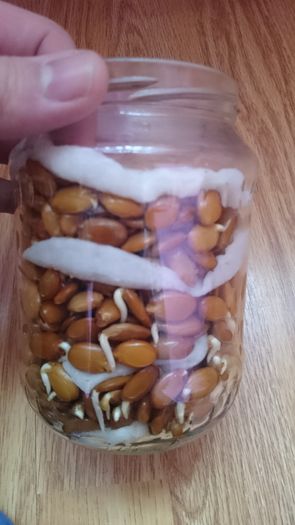 06.Ian.2016 tot mai multe seminte germineaza - 1 Gladita germinare -Gladitsia Triachantos 2011
