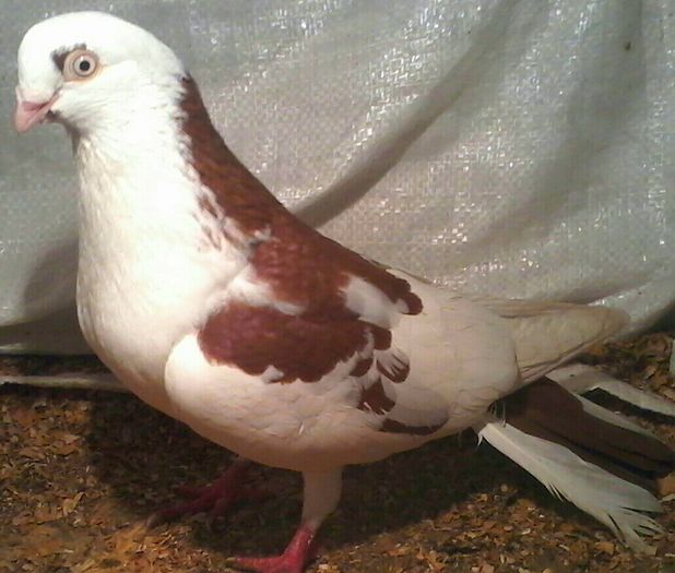 2015 nezburat