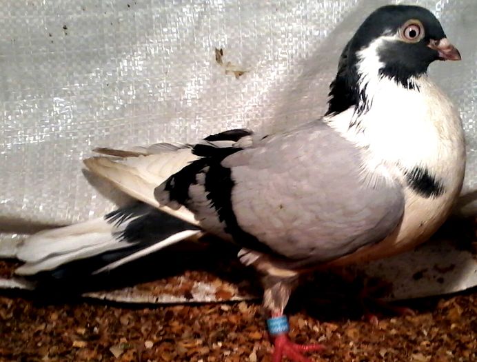 joc lung 2015 din moriscai