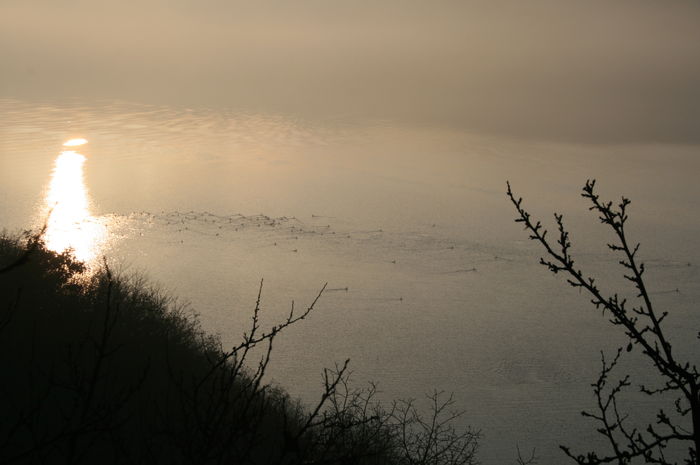 Picture 002 - cormorani pe lac