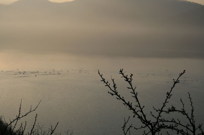 Picture 013 - cormorani pe lac