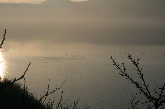 Picture 019 - cormorani pe lac