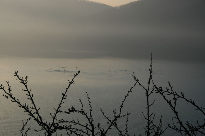 Picture 047 - cormorani pe lac