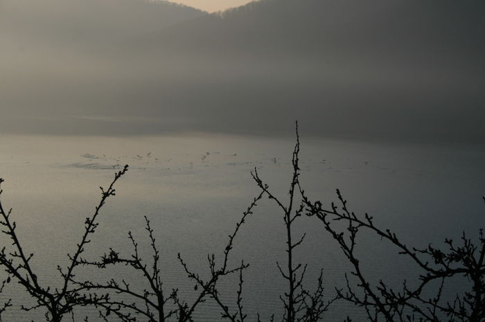 Picture 050 - cormorani pe lac