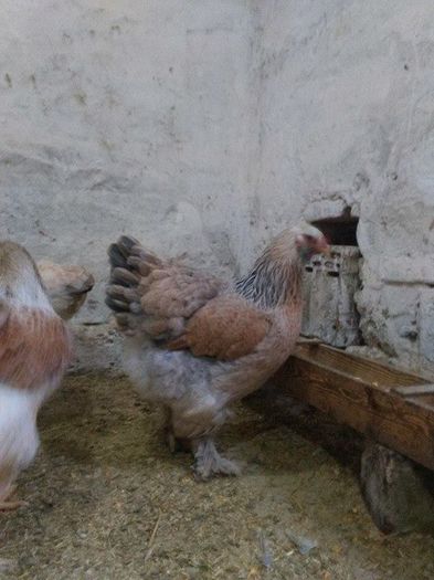 12483568_1028634950492726_927410986_n - Brahma Somon