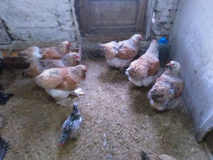 12506739_1028635023826052_1672080174_n - Brahma Somon