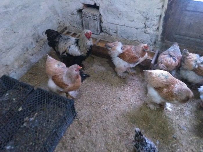 12512065_1028634987159389_467966117_n - Brahma Somon