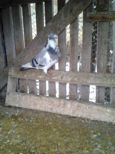 mascul 2011 - Porumbei  mei