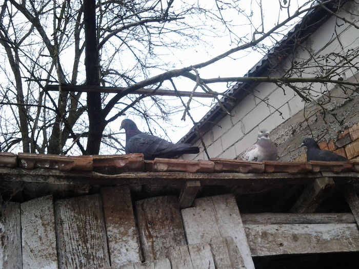 mereche neagra 2015 - Porumbei  mei