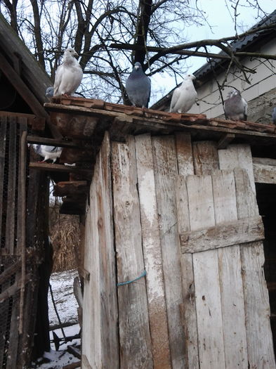 rezultatul dat din 2015 - Porumbei  mei