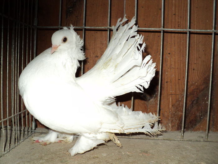 DSC00882 - Siberieni