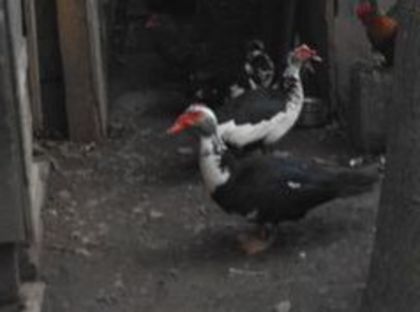 104592560_QWDEQOZ3 - pasari de rasa-ratele melel lesesti